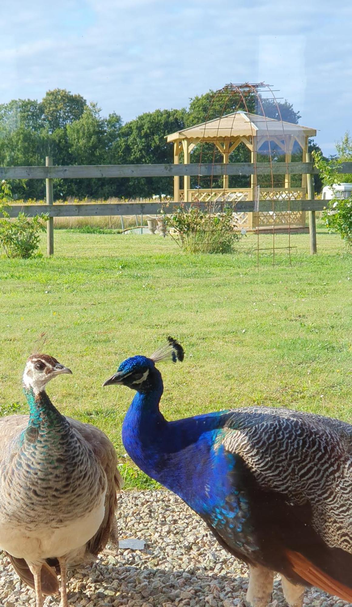 La Ferme De Lec'H Hameury Bed and Breakfast Plestin-les-Grèves Buitenkant foto
